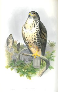 Buteo Vulgaris