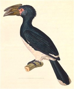 Bycanistes bucinator 1838