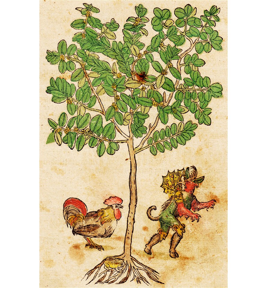 Buxbaum breit