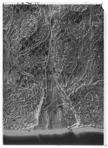 Byxor till Karl XIs Strumpebandsordensdräkt, England 1669 - Livrustkammaren - 1868-negative