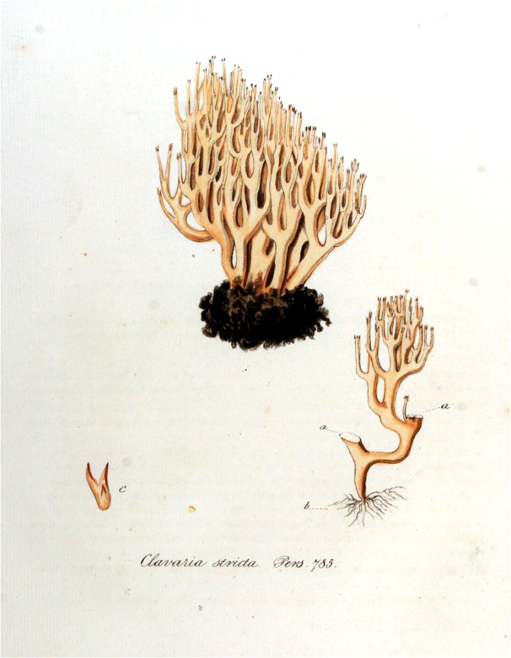 Clavaria stricta — Flora Batava — Volume v10