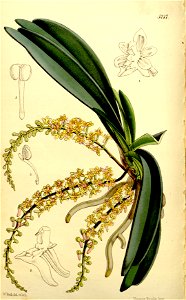 Cleisostoma parishii (as Sarcanthus parishii) - Curtis' 86 (Ser. 3 no. 16) pl. 5217 (1860)