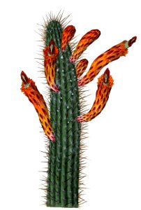 Cleistocactus baumannii BlKakteenT57