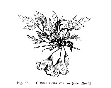 Clematis cirrhosa (dessin)