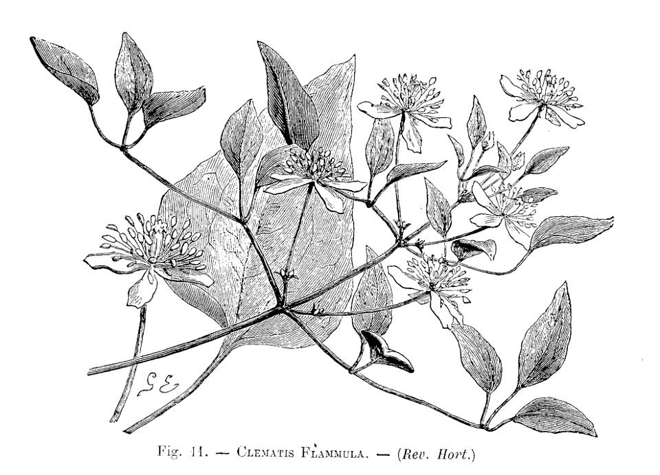 Clematis flammula (dessin)