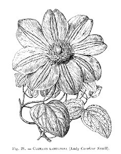 Clematis lanuginosa (Lady Caroline Nevill)