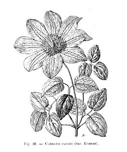 Clematis patens ( Uranus)