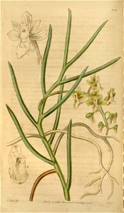 Cleisostoma simondii (as Sarcanthus teretifolius) - Curtis' 64 (N.S. 11) pl. 3571 (1837)