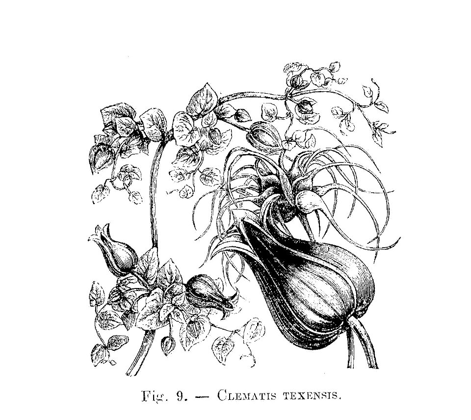 Clematis texenensis (dessin)