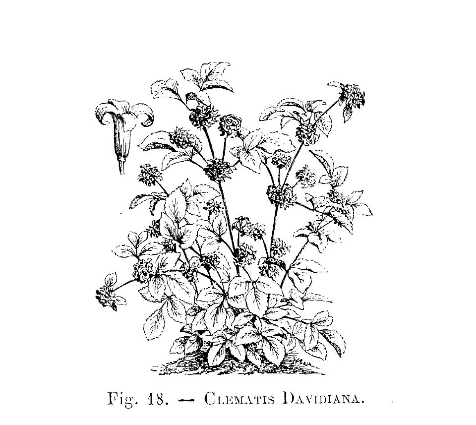 Clematis davidiana (dessin)
