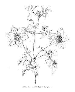 Clematis florida (dessin)