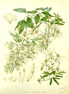 Clematis linearifolia (drawing by Fitch)