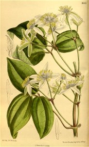 Clematis pavoliniana 142-8655