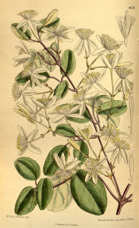 Clematis uncinata retusa 141-8633