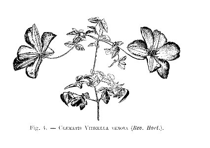Clematis viticella venosa (dessin)