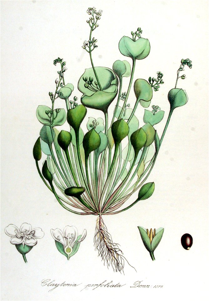 Claytonia perfoliata — Flora Batava — Volume v14