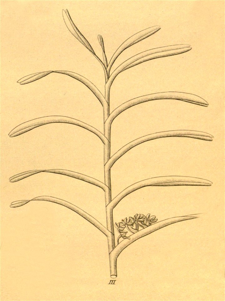 Cleisocentron pallens (as Saccolabium trichromum) - Xenia 2 pl 139 - cropped