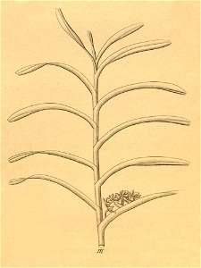 Cleisocentron pallens (as Saccolabium trichromum) - Xenia 2 pl 139 - cropped