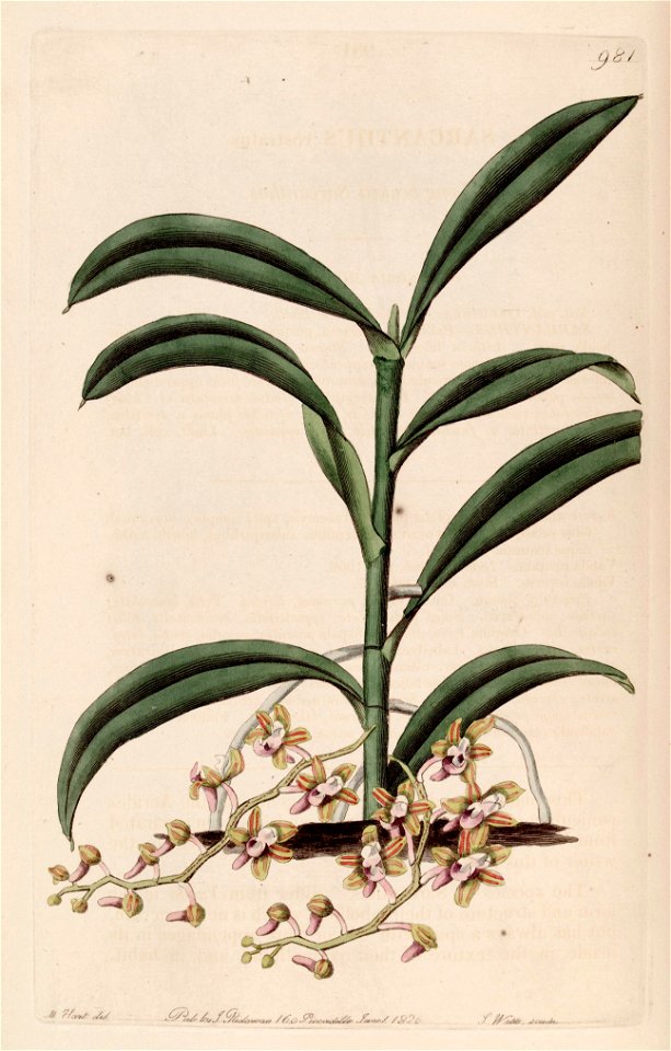 Cleisostoma recurvum (as Sarcanthus rostratus) - Bot. Reg. 12 pl. 981 (1826)