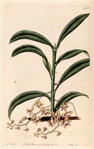 Cleisostoma recurvum (as Sarcanthus rostratus) - Bot. Reg. 12 pl. 981 (1826)