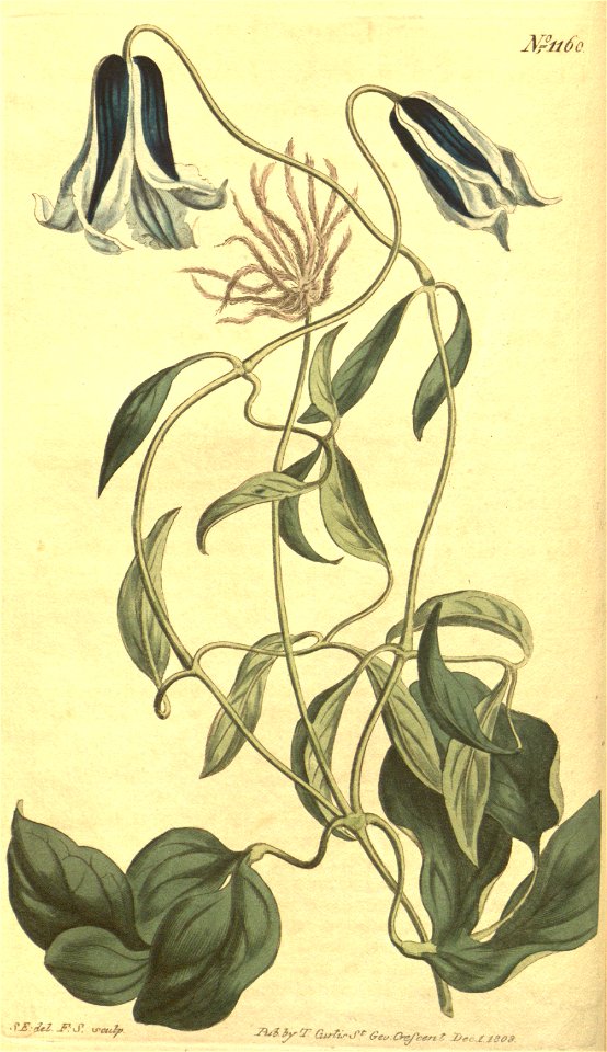 Clematis cylindrica