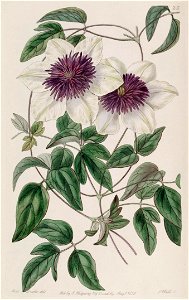 Clematis florida 'Sieboldii'
