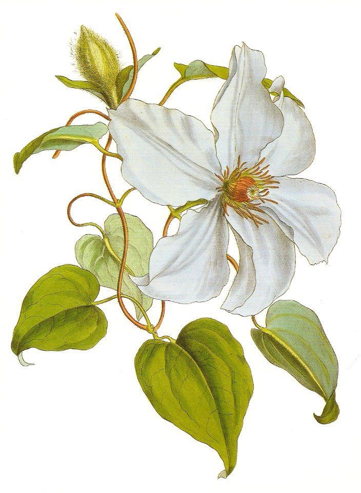 Clematis lanuginosa RHS
