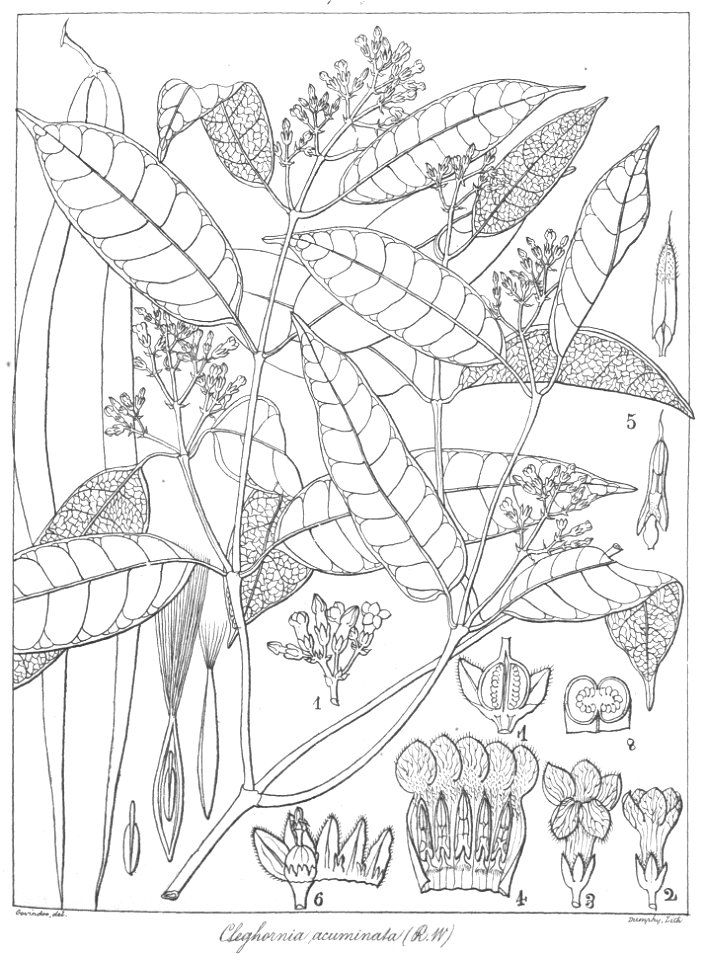 Cleghornia acuminata