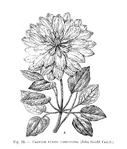 Clematis patens flore-pleno (John Gould Veitch)
