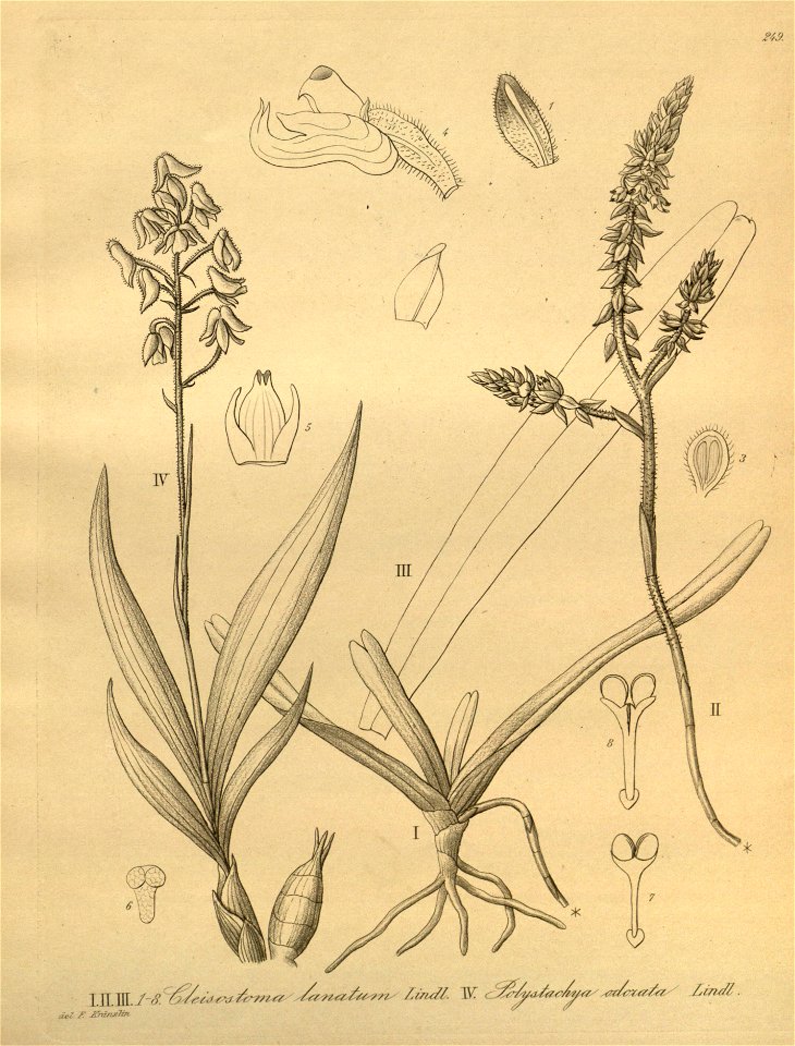 Cleisomeria lanatum (as Cleisostoma lanatum) - Polystachya odorata - Xenia 3 pl 249