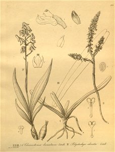 Cleisomeria lanatum (as Cleisostoma lanatum) - Polystachya odorata - Xenia 3 pl 249. Free illustration for personal and commercial use.