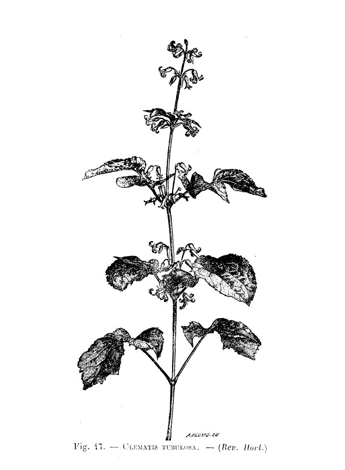 Clematis tubulosa (dessin)