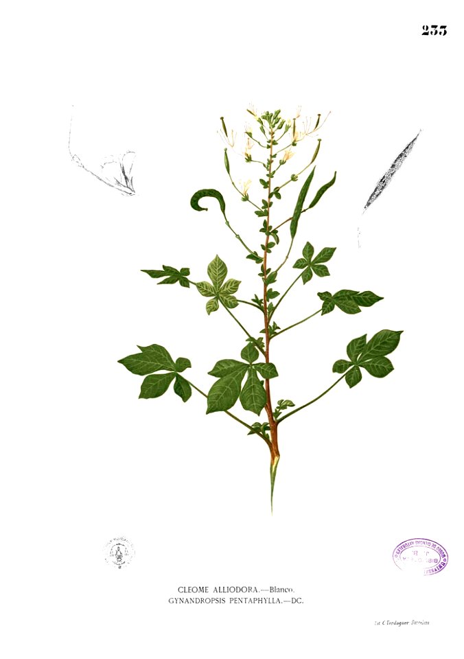 Cleome gynandra Blanco1.233
