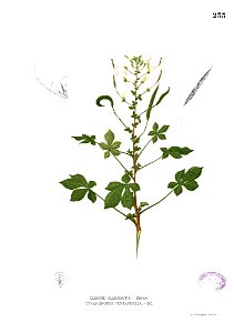 Cleome gynandra Blanco1.233