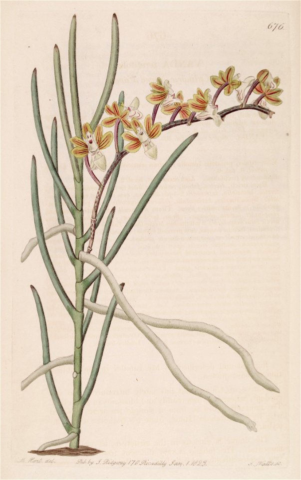 Cleisostoma simondii (as Vanda teretifolia) - Bot. Reg. 8 pl. 676 (1822)