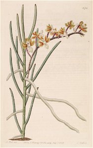 Cleisostoma simondii (as Vanda teretifolia) - Bot. Reg. 8 pl. 676 (1822)
