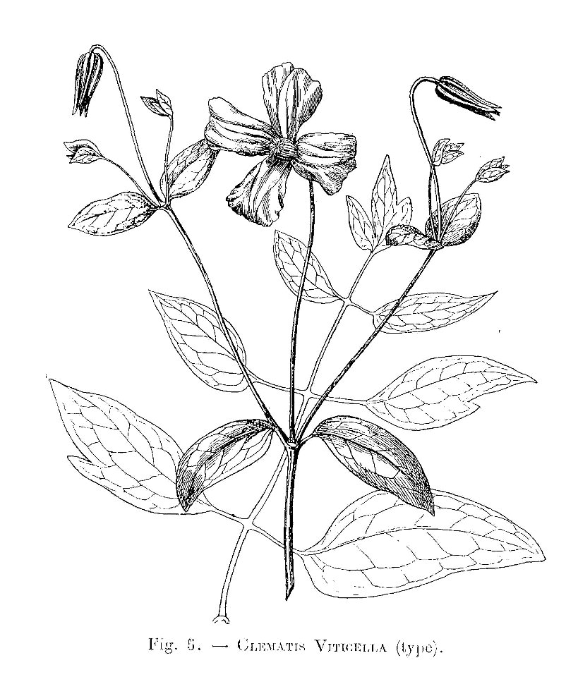 Clematis viticella (type dessiné)