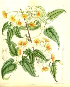 Clematis aristata dennisae 137-8367