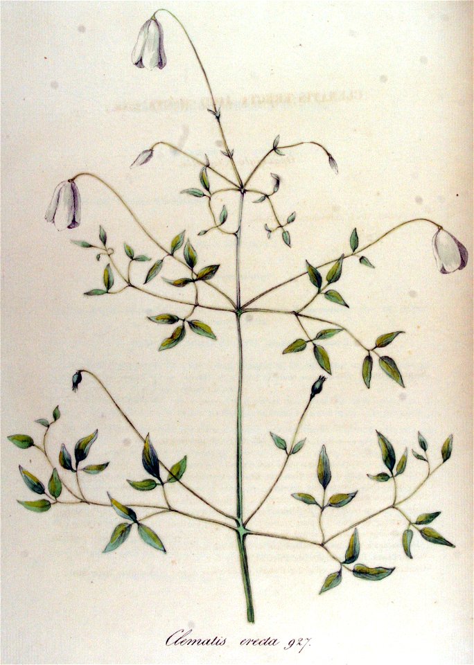 Clematis erecta — Flora Batava — Volume v12