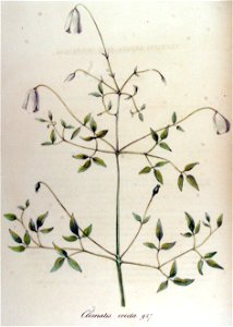 Clematis erecta — Flora Batava — Volume v12