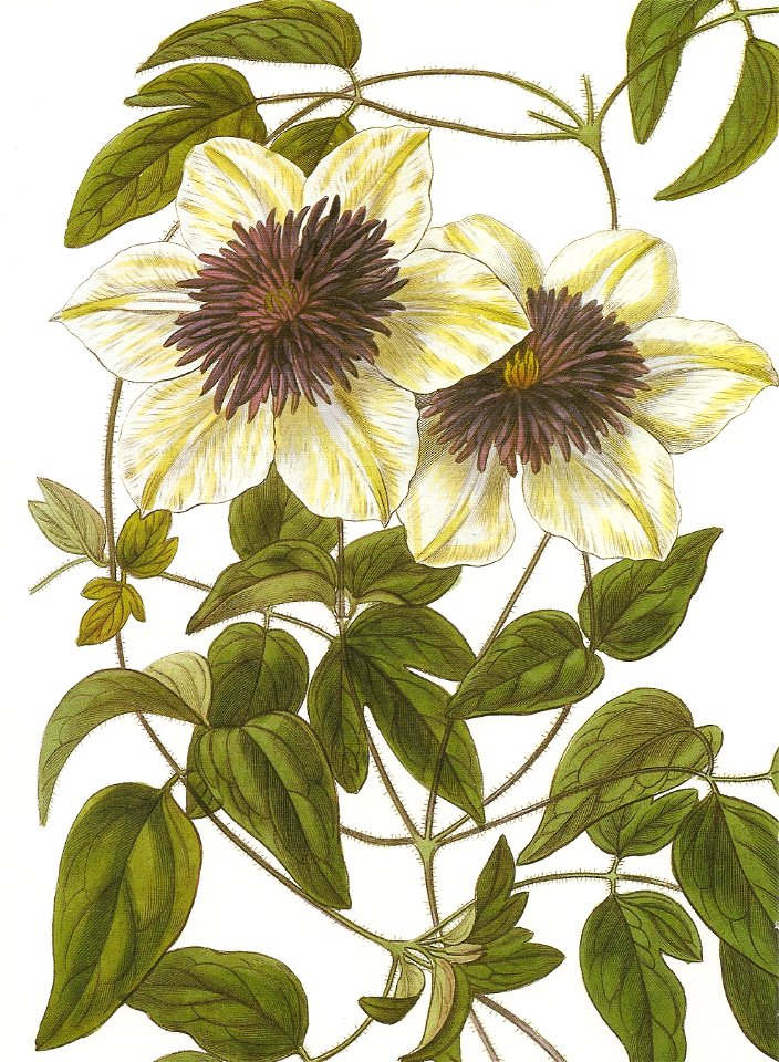 Clematis florida bicolor RHS