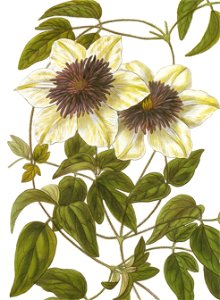 Clematis florida bicolor RHS