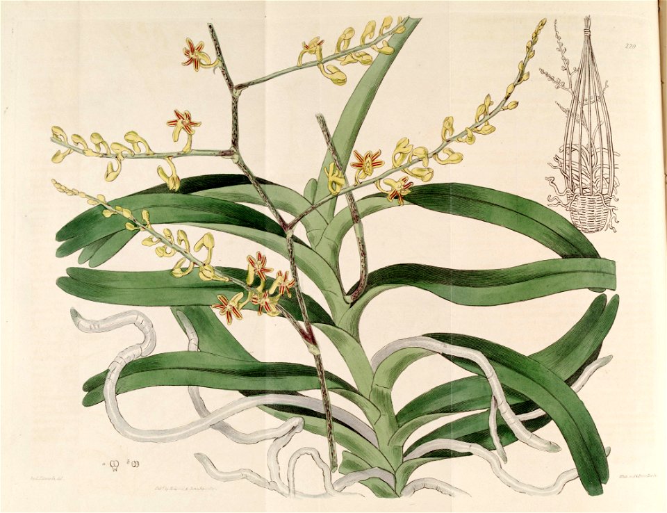Cleisostoma paniculatum (as Aerides paniculata) - The Bot. Reg. 3 pl. 220 (1817)
