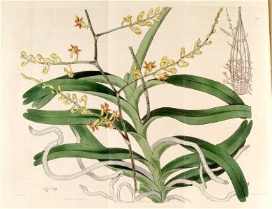 Cleisostoma paniculatum (as Aerides paniculata) - The Bot. Reg. 3 pl. 220 (1817)