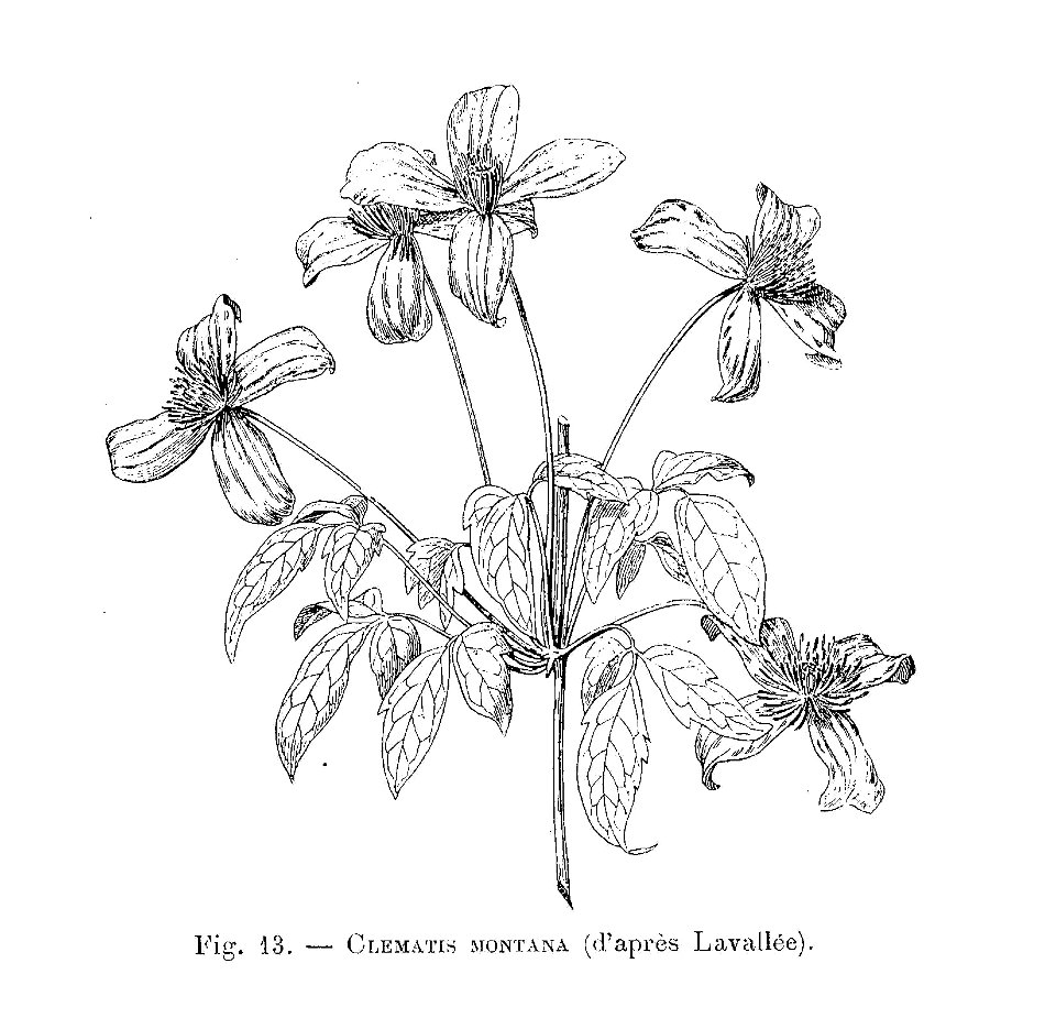Clematis montana (dessin)