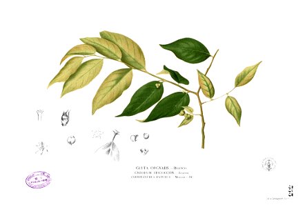 Cleistanthus orgyialis Blanco2.353