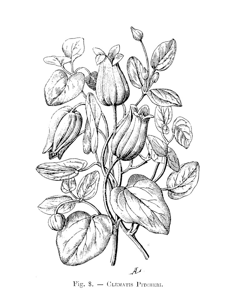 Clematis pitcheri (dessin)