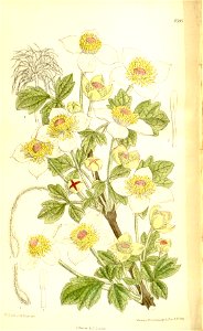 Clematis chrysocoma 137-8395