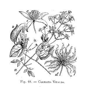 Clematis vitalba (dessin)