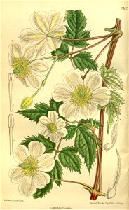 Clematis fargesii souliei 143-8702